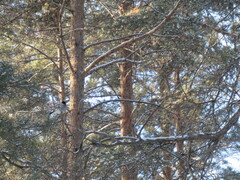 Pyrrhula pyrrhula cineracea