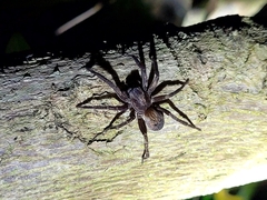 Uliodon