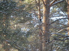 Pyrrhula pyrrhula cineracea