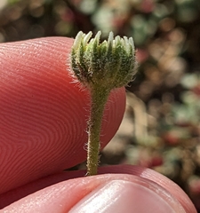 Perityle crassifolia