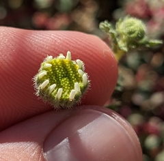 Perityle crassifolia