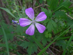 Geranium rectum