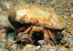 Dardanus sanguinolentus