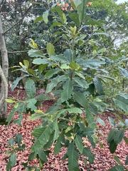 Castanopsis fissa
