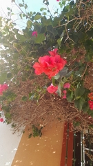 Hibiscus rosa-sinensis