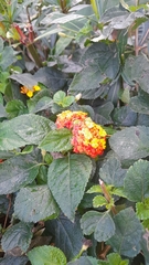 Lantana