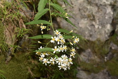 Aster taiwanensis