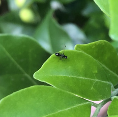 Parapalaeosepsis plebeia