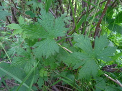 Geranium rectum