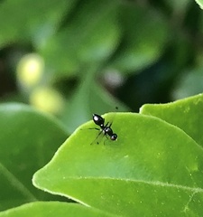 Parapalaeosepsis plebeia