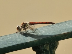 Sympetrum nigrifemur