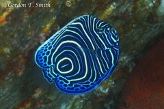 Pomacanthus imperator