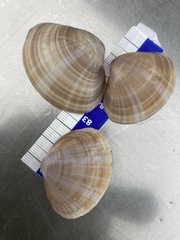 Mactra stultorum