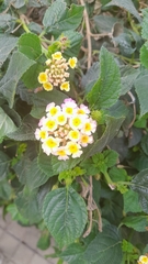 Lantana