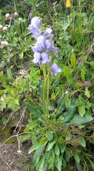 Campanula barbata