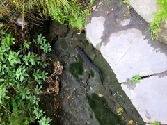 Anguilla dieffenbachii