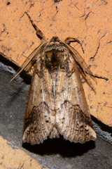 Declana junctilinea