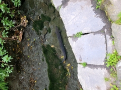 Anguilla dieffenbachii