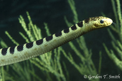 Hydrophis ornatus
