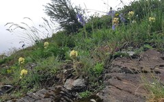 Pedicularis tuberosa