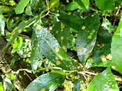 Cephaleuros lagerheimii