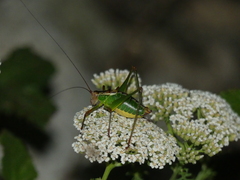 Metaplastes pulchripennis