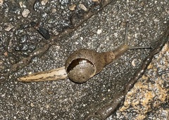 Megaustenia imperator