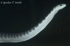 Hydrophis ornatus