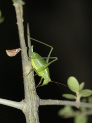 Metaplastes pulchripennis