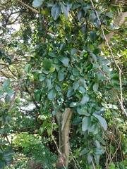 Dovyalis caffra