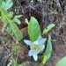 Passiflora chlorina - Photo (c) Geovane Siqueira, μερικά δικαιώματα διατηρούνται (CC BY-NC), uploaded by Geovane Siqueira