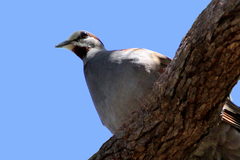 Phaps elegans