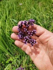 Verbena