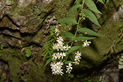 Aster taiwanensis