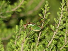 Metaplastes pulchripennis