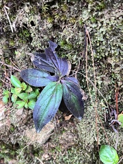 Oldenlandia mellii