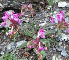 Pedicularis rostratocapitata