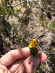 Pultenaea tuberculata