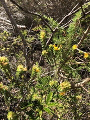 Pultenaea tuberculata