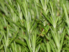 Metaplastes pulchripennis