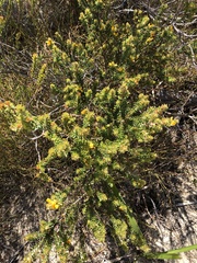 Pultenaea tuberculata