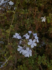 Plumbago auriculata