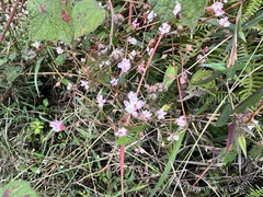 Polygonum criopolitanum