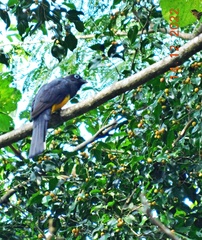 Trogon melanocephalus