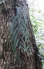 Asplenium flaccidum flaccidum