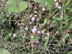 Polygonum criopolitanum