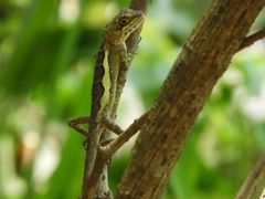 Diploderma polygonatum xanthostomum