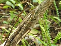 Diploderma polygonatum xanthostomum