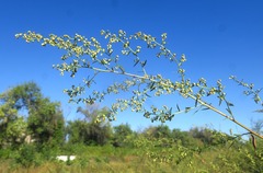 Artemisia dracunculus
