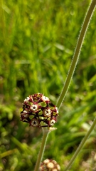 Oxypetalum arnottianum